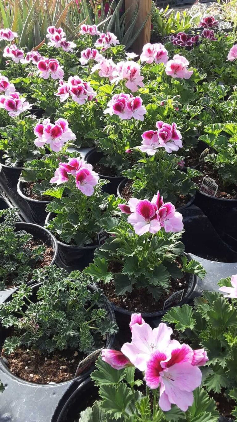 Potted plants for sale at Pat’s Plants