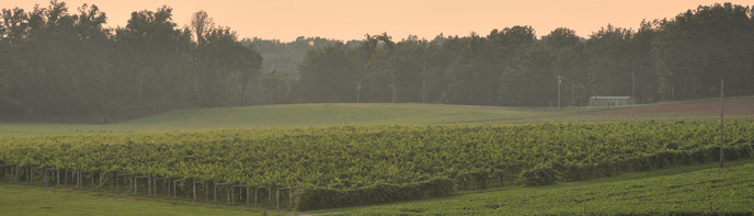 Vineyard on the Indiana Uplands Wine Trail