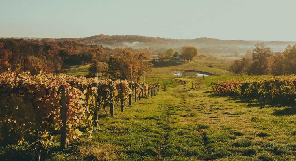 Rows of grapes at a winery